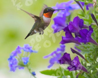 Hummingbird Among Verbena and Petunias Photo Art: Wall Art Home Decor Floral Wildlife Photography