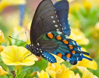 Black Swallowtail Butterfly Among Yellow Flowers: Wildlife Floral Art Photography