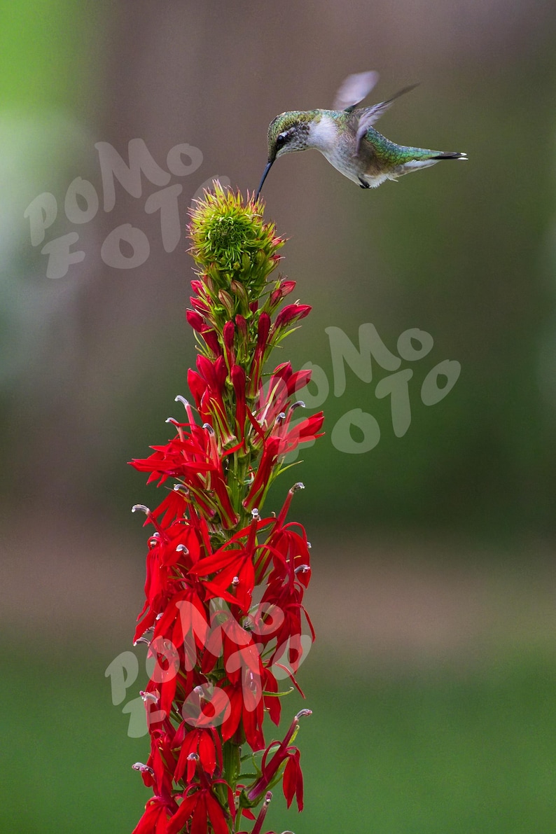 Hummingbird Over Cardinal Flowers Photo Art: Wall Art Home Decor Floral ...