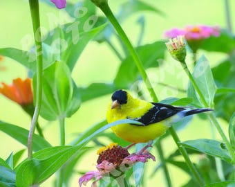 American Goldfinch in the Zinnias Photo Art: Wall Art Home Decor Landscape Wildlife Nature