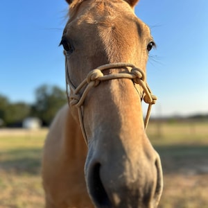 May include: Close-up of a tan horse wearing a rope halter. The horse is facing the camera with a clear blue sky in the background. The horse's coat is a light brown color.