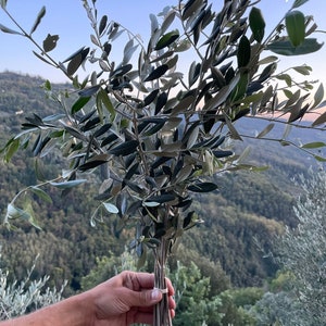 Fresh Olive Branch Wedding Foliage, Fresh Olive Branch Stem, Olive Leaves  Branches, Real Cut Olive Branch Stems, Freshly Cut Stem Greenery -   Israel
