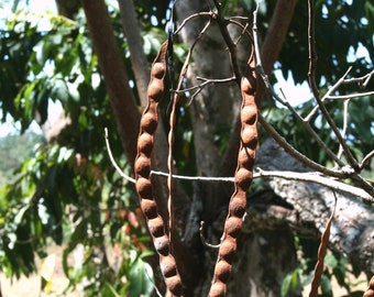 Mulateiro Rapezito (Older than 9 month)