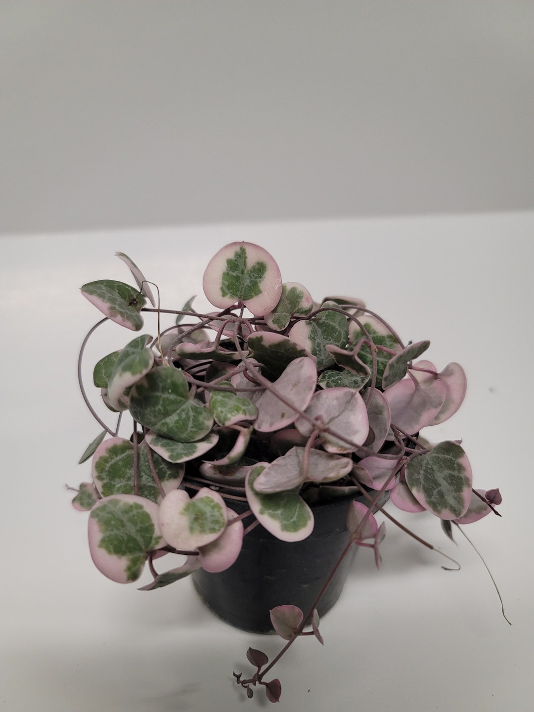 Variegated String of Hearts VSOH Ceropegia Woodii Variegata String of