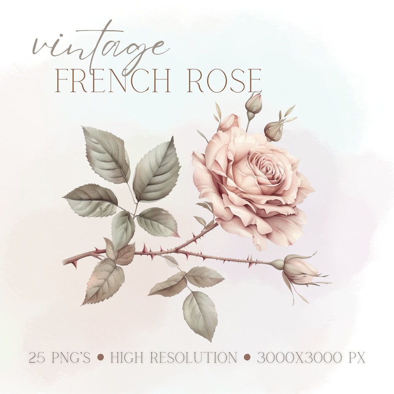 Vintage French Rose Clipart: Zestaw retro kwiatowy PNG (pobieranie cyfrowe) zdjęcie 1