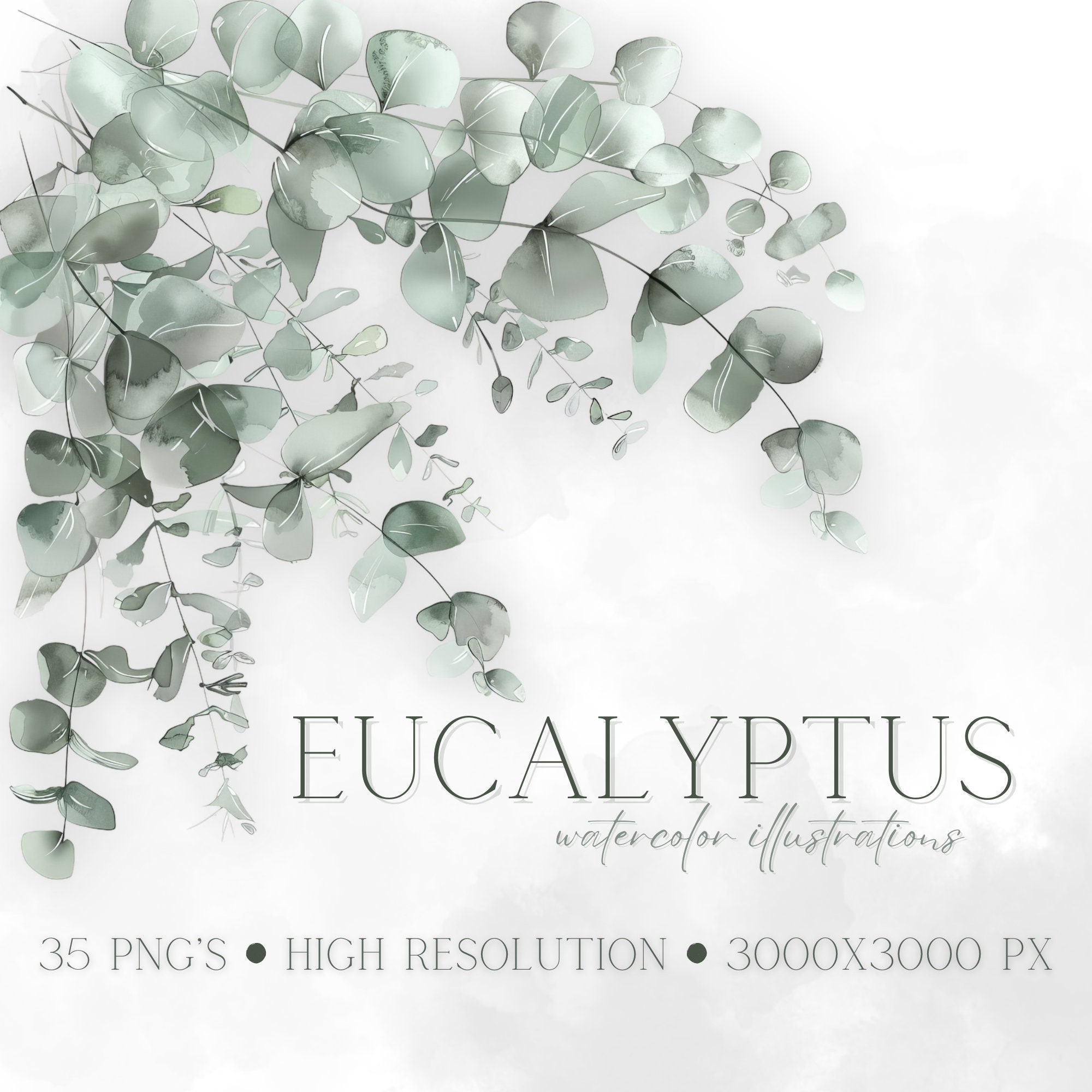 Watercolor Eucalyptus Clipart: Greenery PNG Floral Set (digital ...