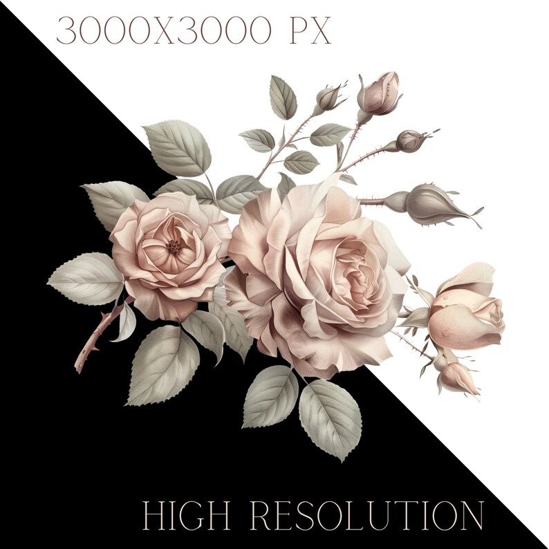 Vintage French Rose Clipart: Zestaw retro kwiatowy PNG (pobieranie cyfrowe) zdjęcie 4