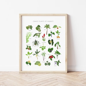 Póster de plantas de canoa de Hawái, impresión digital, &#39;Ōlelo Hawai&#39;i&#39;, póster educativo hawaiano