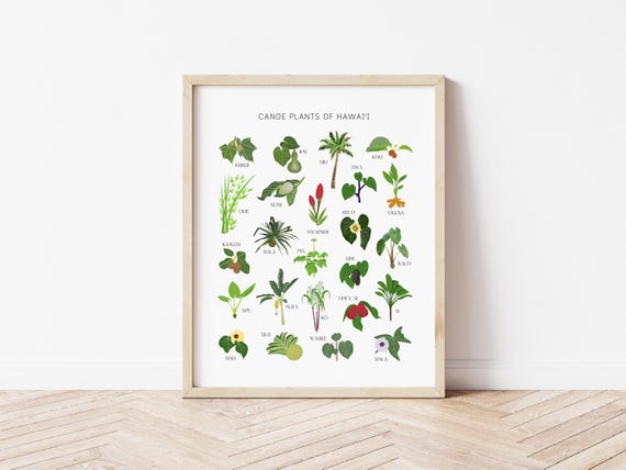Canoe Plants of Hawaii Poster, Digital Print, 'Ōlelo Hawai'i, Hawaiian Educational Poster, Hand Drawn Digital Artwork