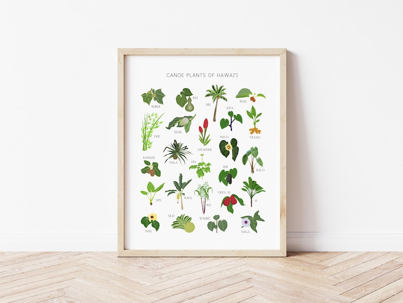 Puede incluir: Un p&oacute;ster blanco con el t&iacute;tulo "Canoe Plants of Hawai'i" e ilustraciones de 25 plantas diferentes con sus nombres hawaianos.