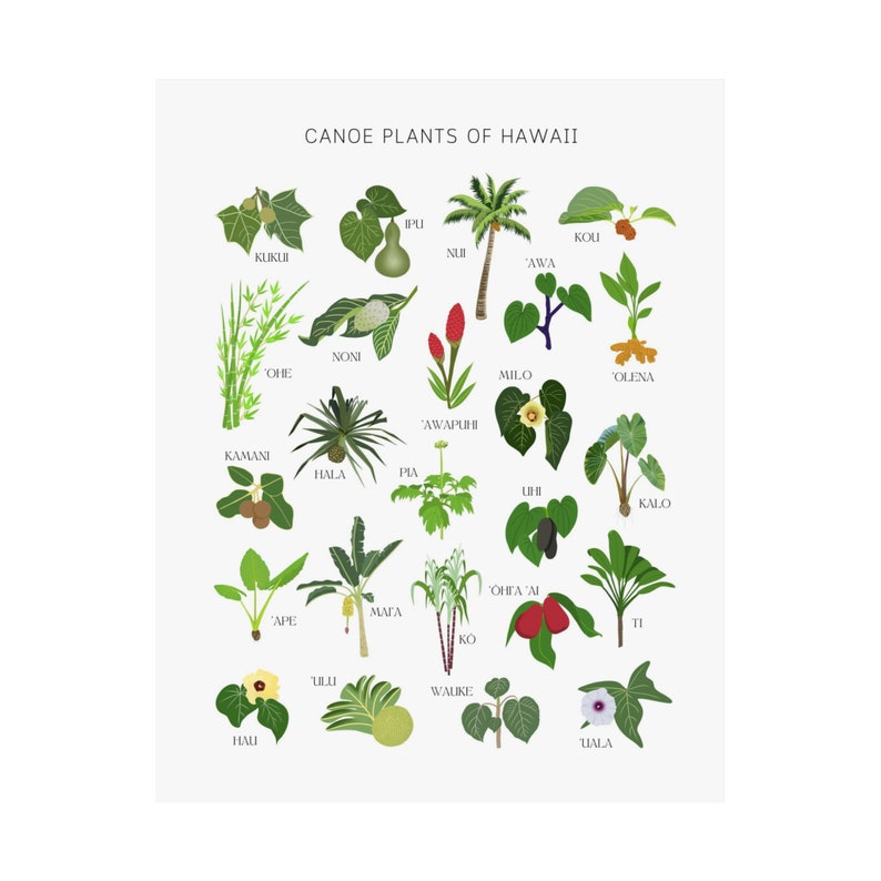 Canoe Plants of Hawaii Premium Matte Poster, 'Ōlelo Hawai'i, Hawaiian Educational Poster, Hand Drawn Digital Artwork image 2