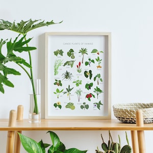 May include: A framed print with the title "Canoe Plants of Hawaii" featuring illustrations of various plants native to Hawaii. The print is displayed on a wooden shelf with a woven basket and potted plants.