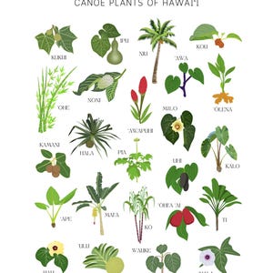 Puede incluir: Una ilustraci&oacute;n colorida de 20 plantas nativas de Haw&aacute;i, conocidas como plantas de canoa. Cada planta est&aacute; etiquetada con su nombre hawaiano. Las plantas est&aacute;n dispuestas en una cuadr&iacute;cula sobre un fondo blanco.