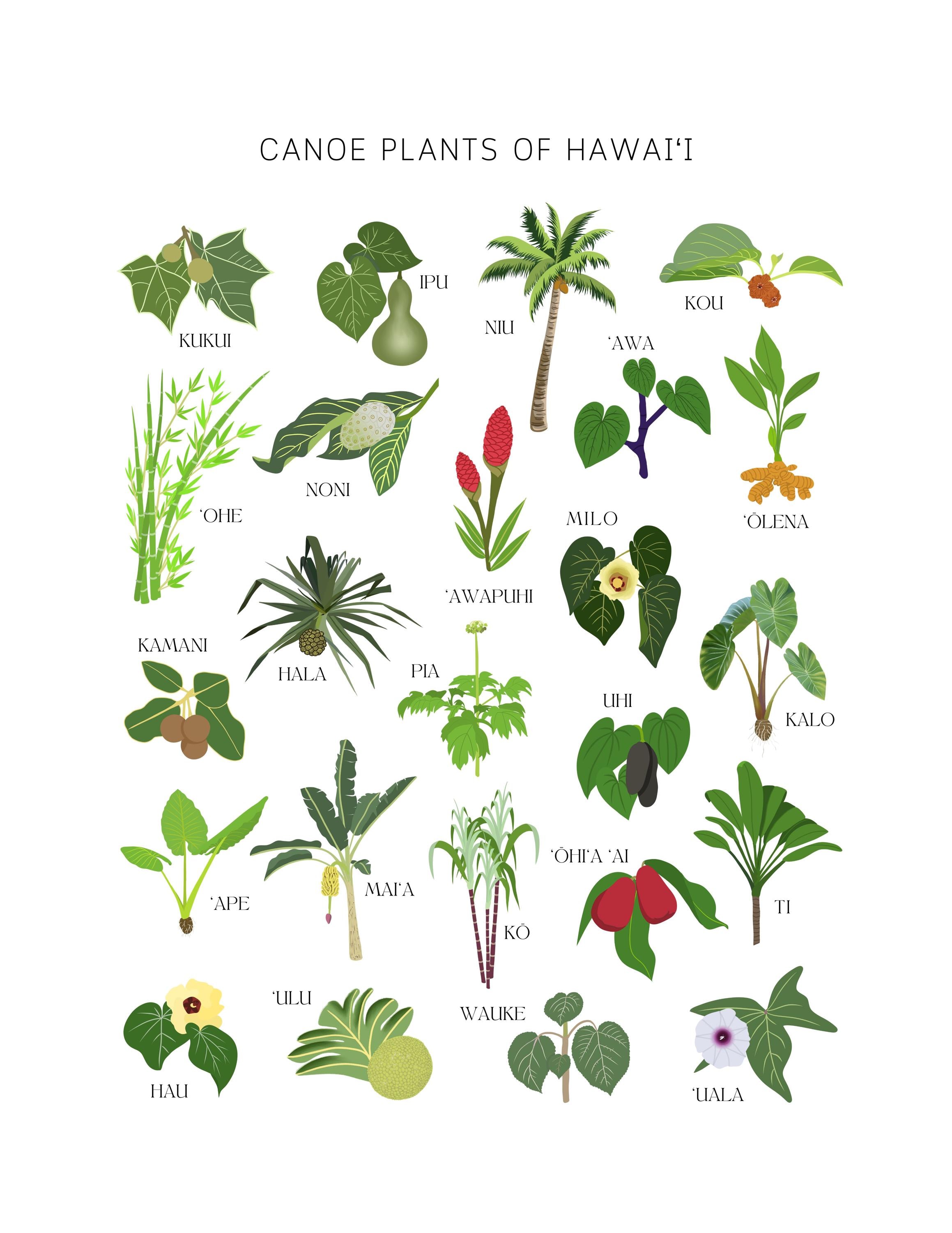 Canoe Plants of Hawaii Poster, Digital Print, 'lelo Hawai'i, Hawaiian  Educational Poster - Etsy Israel