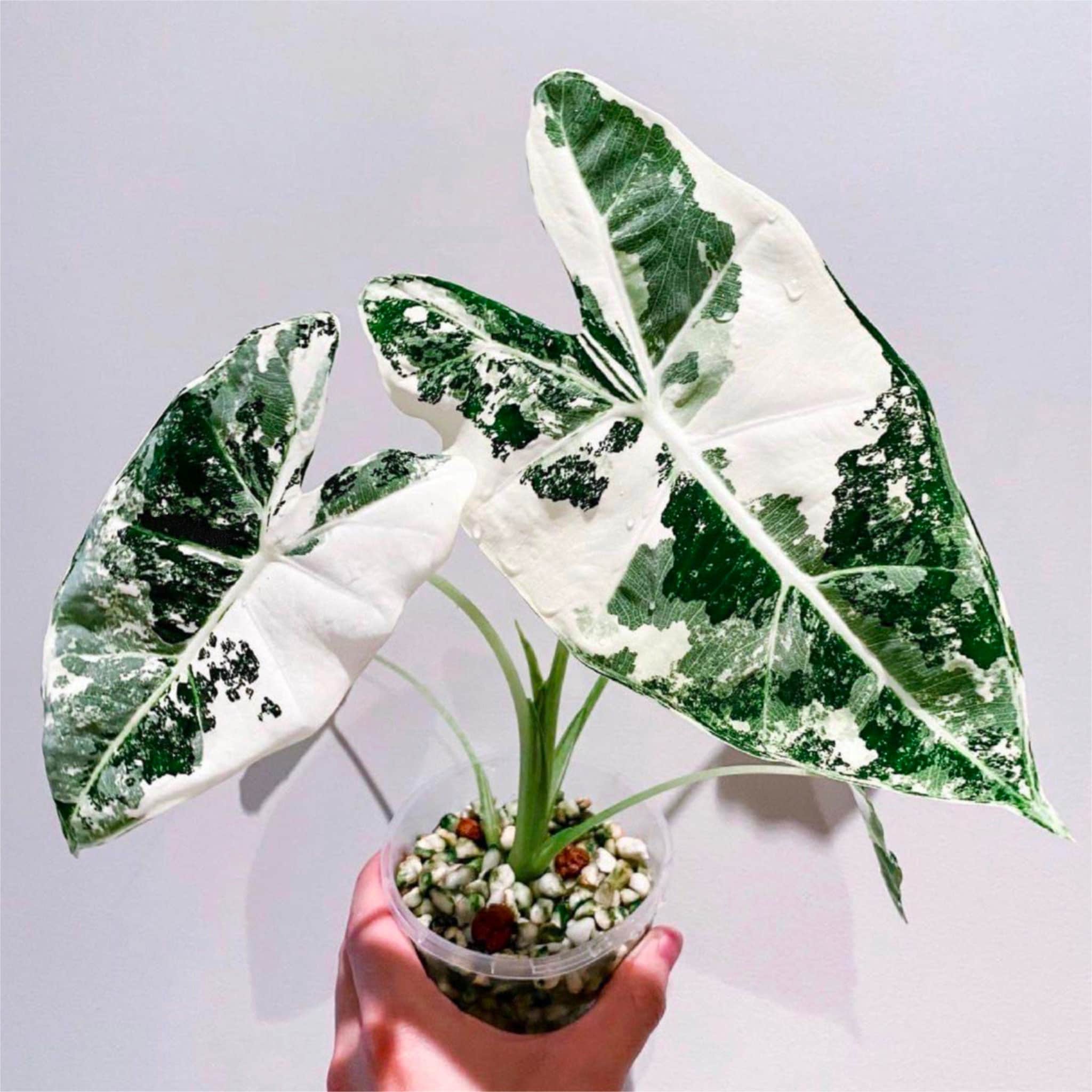Tissue Culture Alocasia Albo Variegated Frydek Baby Seeding Etsy