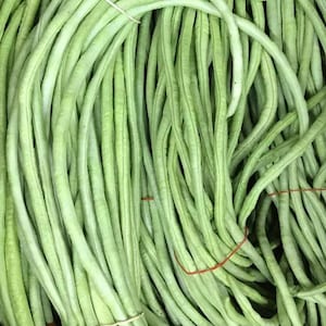 Può includere: Primo piano di fagiolini verdi lunghi e freschi, legati con elastici rossi e bianchi. I fagiolini sono lunghi, sottili e leggermente curvi, con una consistenza liscia. L'immagine mostra una verdura sana e fresca.