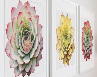 Succulent Print Watercolor Succulent Cactus Set of 3 Botanical Wall Art Cacti Print Living Room Decor Succulent Plant Print Plant Lover Gift
