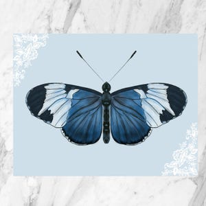 Butterfly Postcard| Postcard For Her | Illustrated Postcard | Insect Postcard| Beautiful Postcard