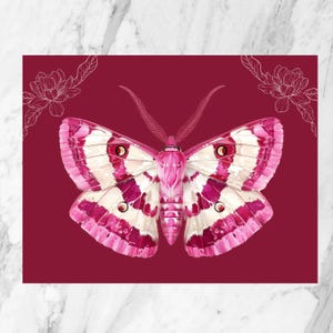 Carte postale de papillon de nuit| carte postale pour elle | postale illustrée | Carte postale insecte| Belle carte postale