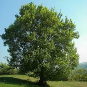 Può includere: Un grande albero deciduo maturo con una chioma densa e arrotondata di foglie verde brillante. L'albero presenta un tronco spesso di colore marrone scuro e rami che si estendono verso l'esterno, su un cielo azzurro in una giornata di sole.