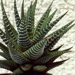 Haworthia Fasciata - Pianta Succulenta Per Interni Con Foglie Zebrate - Altezza 15-25 Cm, Facile Da Curare