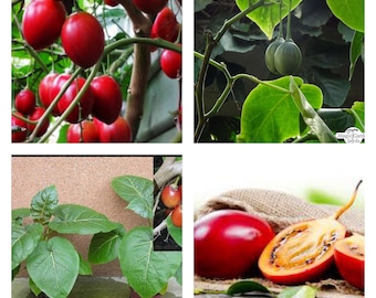 Tamarilloplant, Solanum Betacea, levende tomatenplant