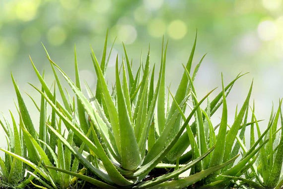 Aloe Vera Viva | Easy-care Succulent Plant | Medicinal Succulent for  Garden, Home Decor | Natural Healing, Air Purifying - Etsy Ireland