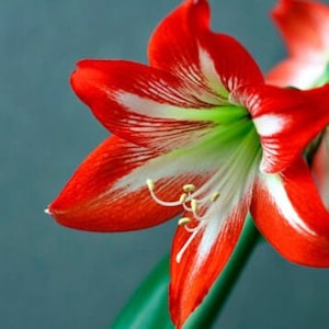Op de afbeelding: Een close-up van een rode en witte amaryllis bloem met groene stelen. De bloem heeft een wit centrum met geel stuifmeel.