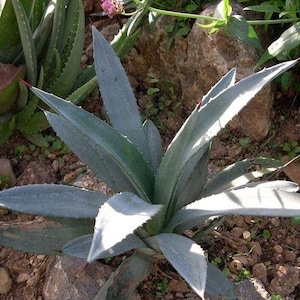 Roślina Agave Americana – ozdobna sukulenta do ogrodu lub doniczki | Roślina Agave Americana – odporna na mróz roślina architektoniczna