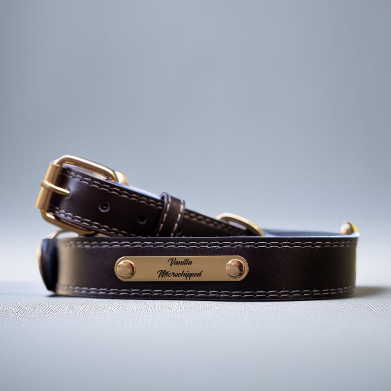 May include: A dark brown leather dog collar with a gold-colored buckle and nameplate. The nameplate reads "Vanilla Microchipped". The collar is stitched with white thread and has gold-colored rivets.