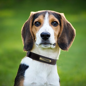 May include: A close-up portrait of a dog with brown and black fur, white markings, and a brown leather collar. The dog has a focused expression, with a green blurred background.