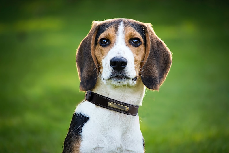 May include: A close-up portrait of a dog with brown and black fur, white markings, and a brown leather collar. The dog has a focused expression, with a green blurred background.