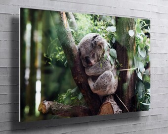 Koala Sleeping on Branch, Aluminium Wall Art, Modern Home Decor