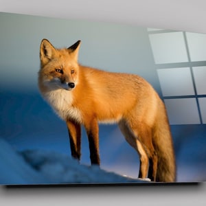 Wild Red Fox In The Winter High Gloss Acrylic Glass Wall Art Ready To Hang