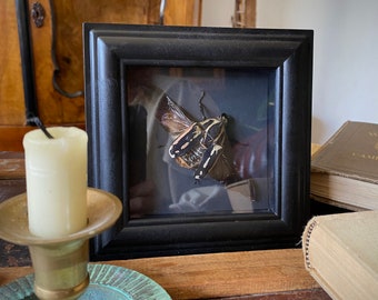 Taxidermie, vrouwelijke Mecynorrhina torquata (gigantische Afrikaanse bloemkever) in schaduwkastframe, Giselle