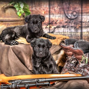 Puppies Black Portrait
