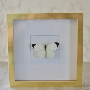 REAL Great Southern White Butterfly - Gold Framed - Ascia buniae - Nature/Taxidermy Art