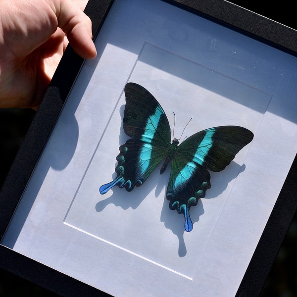 Butterfly Art - Framed Butterfly - Peacock Swallowtail - Papilio blumei - Nature/Butterfly Taxidermy Art - Wall Art - Home Decor