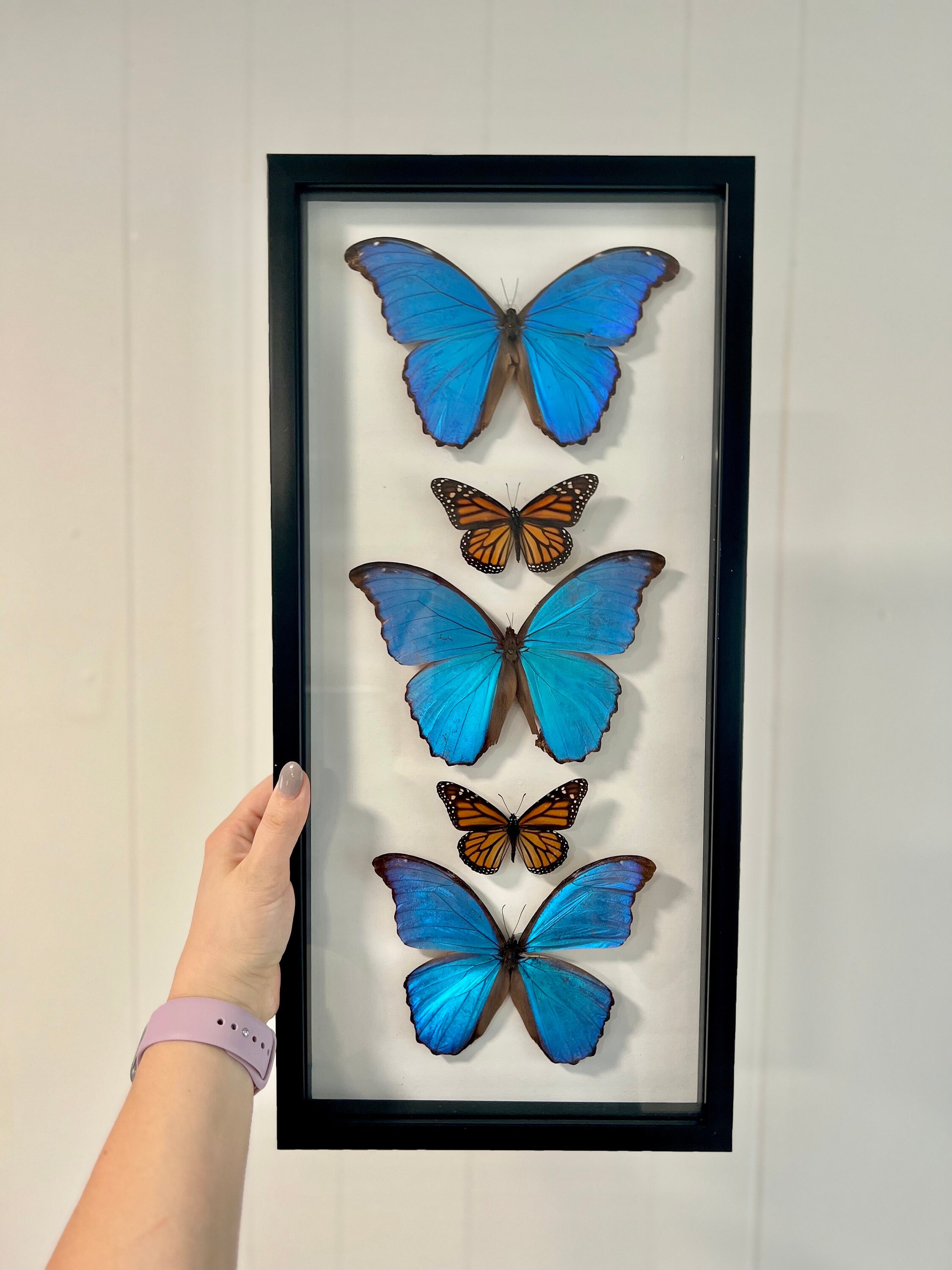Framed Butterflies Blue Morpho & Monarch Butterflies 9x20 Etsy