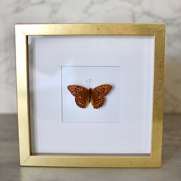 Butterfly Art - Fritillary Butterfly - Argynnis paphia - Framed Butterfly - Nature/Butterfly Taxidermy Art - Wall Art - Home Decor