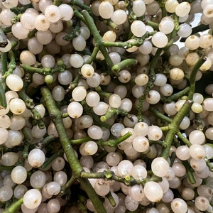 Mistletoe Berries, Mistletoe Seeds, White Berries on Mistletoe, White berry seed on mistletoe, grow your own mistletoe