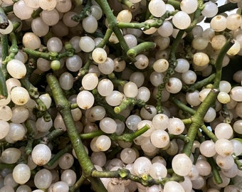 May include: A close-up of a bunch of white berries with green stems. The berries are clustered together and have a slightly translucent appearance.