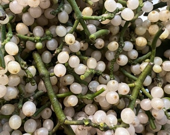 Mistletoe Berries, Mistletoe Seeds, White Berries on Mistletoe, White berry seed on mistletoe