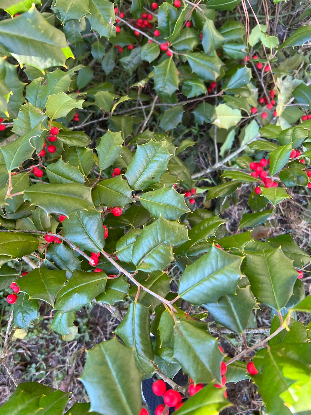 Holly, Medium Box of Fresh Holly Branches, Fresh Holly, Holly Branches