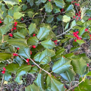Holly, Medium Box of Fresh Holly Branches, Fresh Holly, Holly Branches, Holly Berry, Holly Berry Branches, Real, Live, Fresh Holly branches