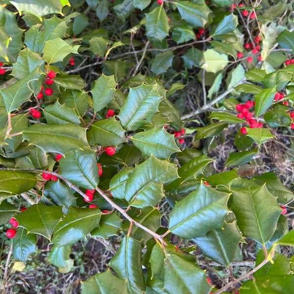 Holly, Medium Box of Fresh Holly Branches, Fresh Holly, Holly Branches, Holly Berry, Holly Berry Branches