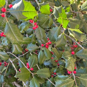 Holly Branches, Large Box of Holly Branches, Holly, Fresh Holly Branches, Fresh Holly, Live Holly, Holly Berry