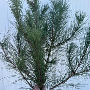 Pine tree branches, large box of real live pine tree branches, pine tree pieces, live pine tree branches, pine branches