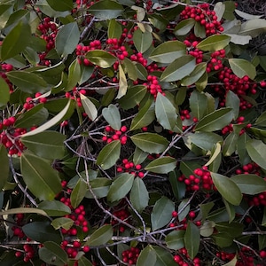 Holly, Medium box of Fresh Holly Tree Branches, Holly Tree Branches, Holly Tree, Holly Berry, shoe box sized USPS Med box of Holly Branches