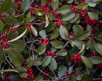 Holly, Medium box of Fresh Holly Tree Branches, Holly Tree Branches, Holly Tree, Holly Berry